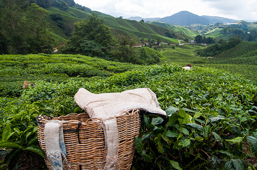 Malaysia-Cameron-Highlands-Boh-tea