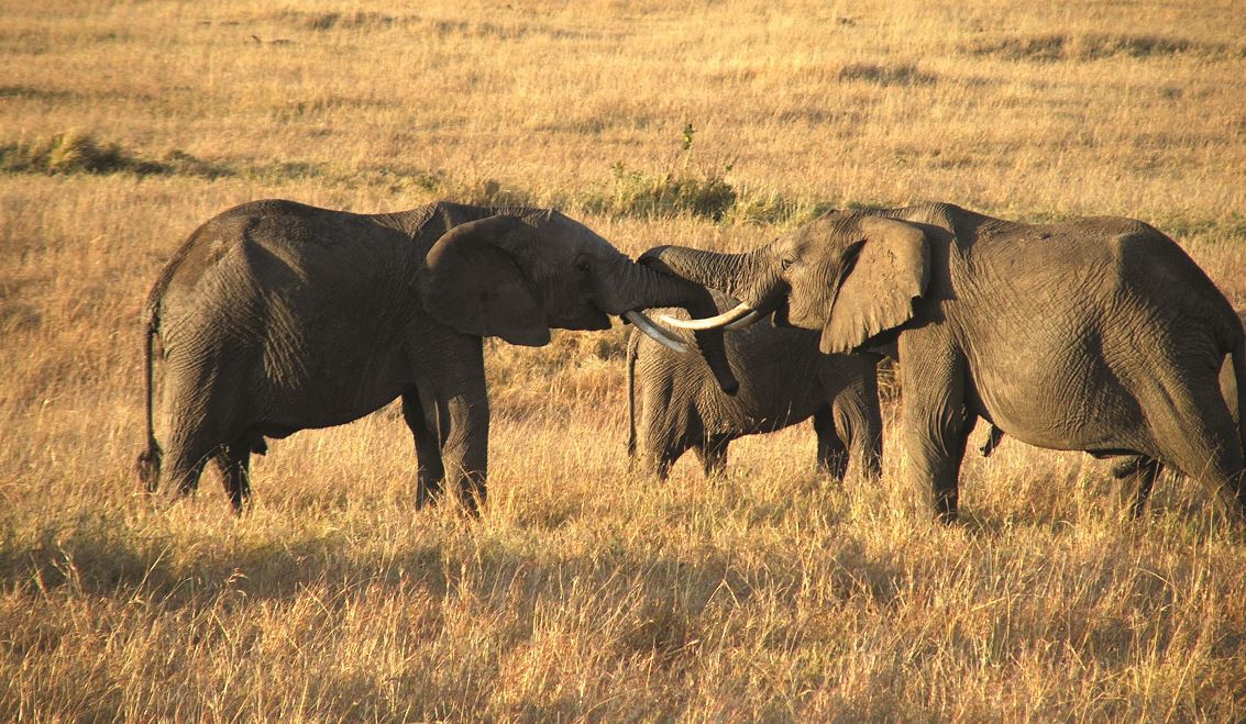 elefanti-kenya